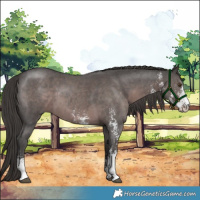 Horse Color:Platinum Liver Chestnut Sabino 