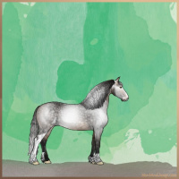 Horse Color:Gray Buckskin Sabino 