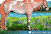 Horse Color:Watercolor White Spotted Liver Red Dun Brindle 