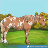 Horse Color:White Spotted Chestnut 