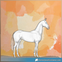 Horse Color:Buckskin Pearl Dun Appaloosa Brindle 