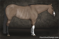Horse Color:Liver Red Dun Rabicano 