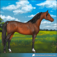 Horse Color:Bay 