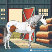 Horse Color:Bay Splash Tobiano 