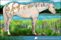 Horse Color:Chocolate Palomino Dun Appaloosa Brindle