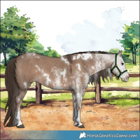 Horse Color:White Spotted Liver Red Dun Rabicano 