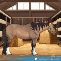 Horse Color:Bay Dun 