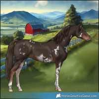 Horse Color:White Spotted Liver Chestnut Tobiano 