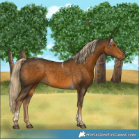 Horse Color:Chocolate Palomino Tobiano