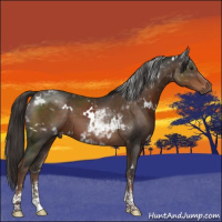 Horse Color:White Spotted Liver Chestnut Tobiano 