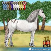 Horse Color:Liver Red Dun Appaloosa Brindle 