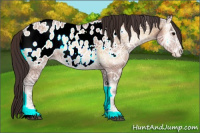 Horse Color:Buckskin Ice Onyx Appaloosa