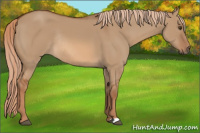 Horse Color:Red Dun Rabicano 