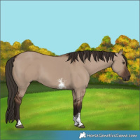 Horse Color:Liver Red Dun Sabino Rabicano