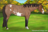 Horse Color:Buckskin Roan Frame Appaloosa Rabicano 