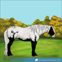 Horse Color:Silver Grullo Ice Sabino Splash Appaloosa 