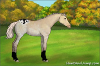 Horse Color:Silver Brown Ice Dun Appaloosa 