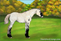 Horse Color:Silver Brown Ice Dun Sabino