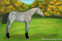 Horse Color:Grullo Ice Appaloosa
