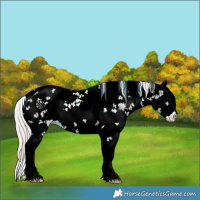 Horse Color:White Spotted Silver Grullo Ice Onyx Sabino Appaloosa
