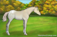 Horse Color:Silver Classic Champagne Ice Dun Appaloosa 