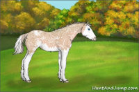 Horse Color:Watercolor Silver Grullo Ice Sabino Splash Appaloosa 