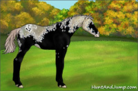 Horse Color:White Spotted Silver Grullo Ice Appaloosa 