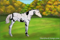 Horse Color:Watercolor White Spotted Silver Amber Champagne Ice Dun 