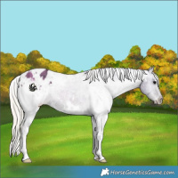Horse Color:Watercolor White Spotted Silver Grullo Ice Onyx Appaloosa 