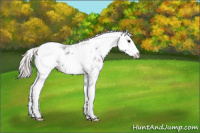 Horse Color:Silver Black Ice Sabino Appaloosa 