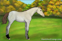 Horse Color:Grullo Ice Pearl Appaloosa 