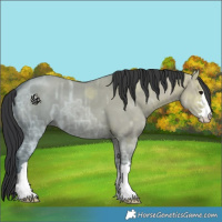 Horse Color:Grullo Ice 