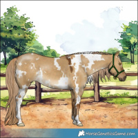 Horse Color:White Spotted Chocolate Palomino Dun 