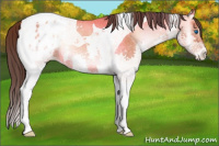 Horse Color:Bay Onyx Splash Tobiano Appaloosa 