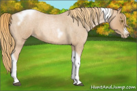 Horse Color:Red Roan Pearl Tobiano Frame
