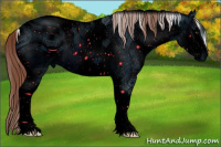 Horse Color:ERROR: UNKNOWN ANOMALY