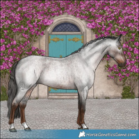Horse Color:Gray Liver Red Roan 