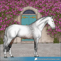 Horse Color:Gray Brown 