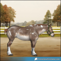 Horse Color:White Spotted Liver Red Dun Brindle 