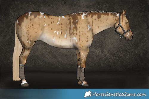 Horse Color:White Spotted Chocolate Palomino Dun Brindle 