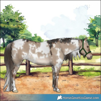 Horse Color:White Spotted Liver Red Dun 