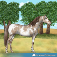 Horse Color:White Spotted Liver Red Dun Brindle 