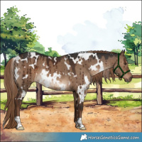Horse Color:White Spotted Liver Red Dun Brindle 