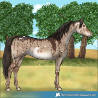 Horse Color:White Spotted Liver Red Dun Brindle 