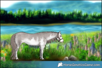 Horse Color:Platinum White Spotted Liver Red Dun Sabino Appaloosa 