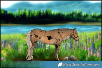 Horse Color:Void White Spotted Chocolate Palomino Rabicano