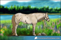 Horse Color:Void White Spotted Buckskin Pearl Dun Rabicano 