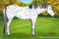 Horse Color:White Spotted Black Ice Appaloosa 