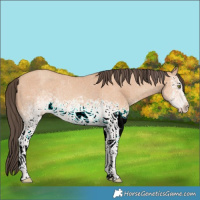 Horse Color:White Spotted Amber Champagne 
