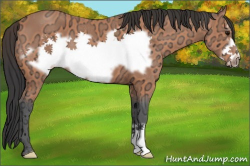 Horse Color:Bay Ice Frame 